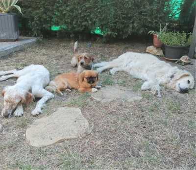 Photo animalerie n°186 à Le Blanc-Mesnil par Anima'Paradiso