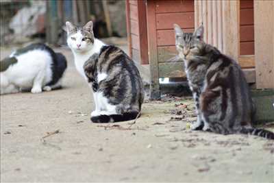 Photo refuge animaux n°270 à Mâcon par NID'ACCUEIL