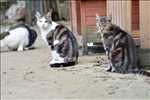 Photo refuge animaux n°270 à Dijon par NID'ACCUEIL