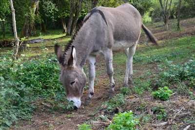Photo refuge animaux n°271 dans le département 21 par NID'ACCUEIL