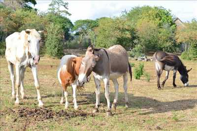 Photo refuge animaux n°275 dans le département 21 par NID'ACCUEIL