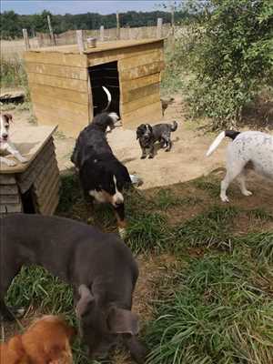 Exemple garde d’animaux n°329 zone Mayenne par Jordan
